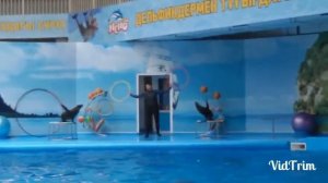 #1Тюлени.Дельфинарий Немо. Парк Горького г.Алматы  Seals. Dolphin Show Gorky Park Almaty 1 # part