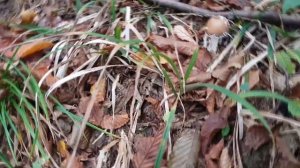 Бледная поганка самый ядовитый гриб.