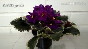 Фиалка ВаТ-Звездочёт