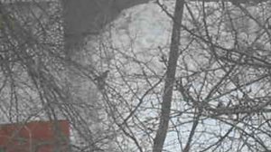 Голуби на снегу 458646835 DSCN5168