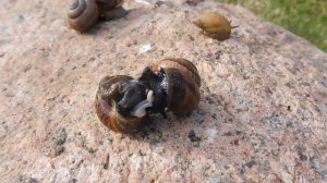 #Fruticicola fruticum#Succinea putris#УЛИТКИ РАЗМНОЖЕНИЕ  ЯНТАРКА#ПИТОМНИКМАРИМИСТИКАХАТИНЫПИТЕР