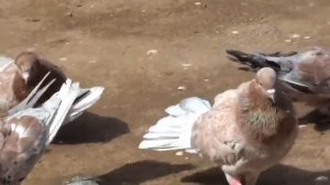 Бойные голуби МагомедРасула в Дагестане Широкохвостые.