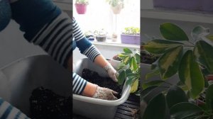 Обрезка и размножение шеффлеры .