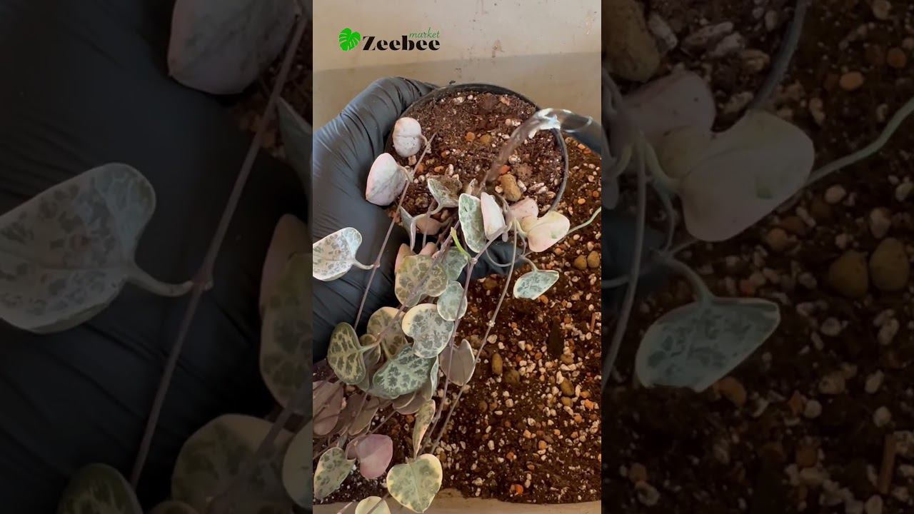 ЦЕРОПЕГИЯ ВАРИЕГАТНАЯ #растения #plants #церопегия