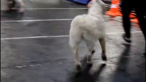 голден ретривер с девочками в зале