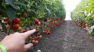 БОДЕРИН ЛЬВИНАЯ ДОЛЯ В ОБЪЁМЕ НА ОСЕНЬ ОТ Syngenta