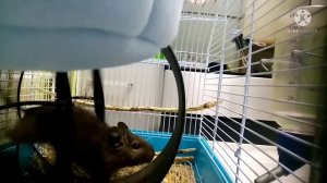 что делать если белка дегу грызёт клетку??