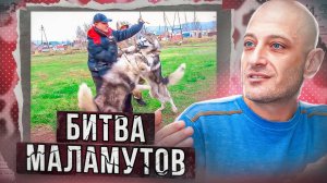 Битва Маламутов.Примирение