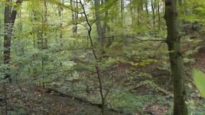 СУПЕР СБОР ГРИБОВ