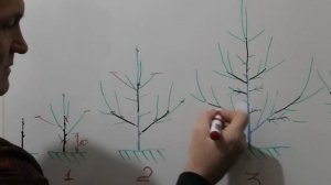 Как формировать НИЗКОРОСЛЫЙ САД