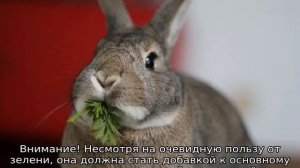 Можно ли кроликам давать укроп