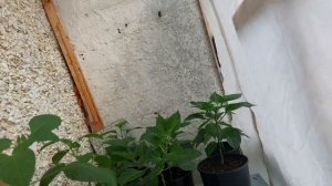 Парник на балконе