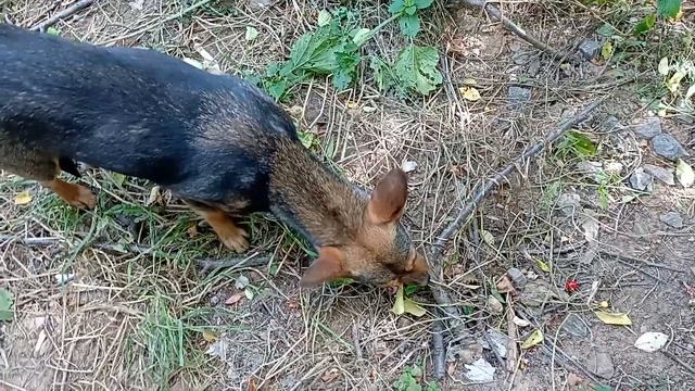 Кормление бездомных животных (Ролик # 60) смотреть онлайн