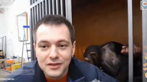 Дан Запашный. У Шимпанзе.