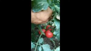 Томат Грифон