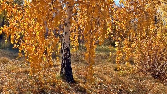 Осенний букет/ Лидия Таганова /Читает Татьяна К.С/ СтихиЯ*** смотреть онлайн