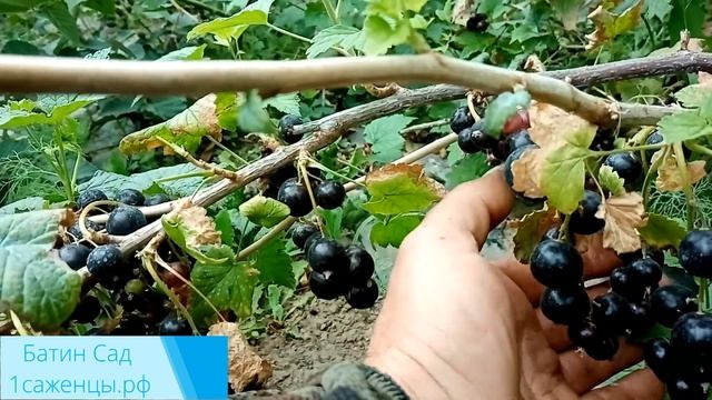 Услада - сорт черной смородины смотреть онлайн