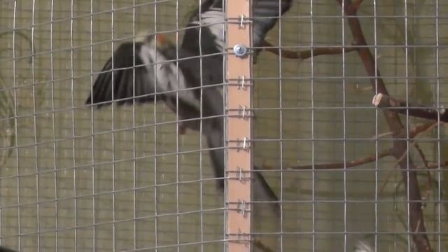 Что мы вытворяли с ручными попугаями. смотреть онлайн