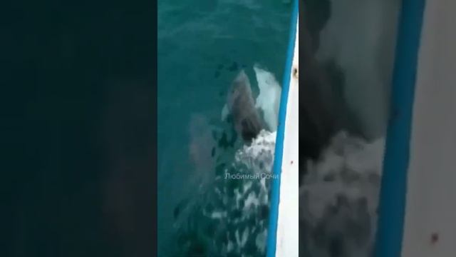 🐬Квартет дельфинов сопровождают лодку в Сочи