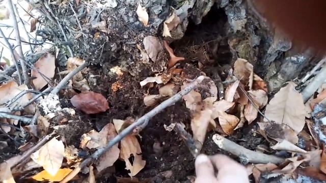 Лесная мульча.