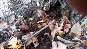 Лесная мульча.