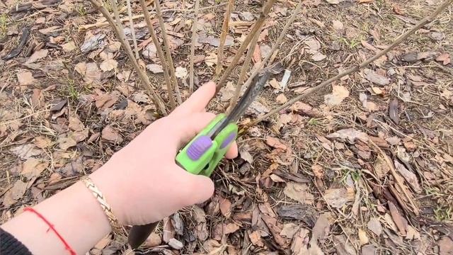 Весенняя обрезка  гортензии