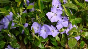 Барвинок малый. Фото и видео весеннего цветения барвинка