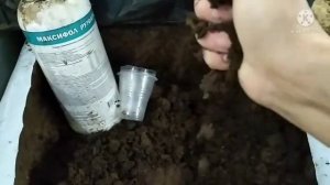 Эустома погибает. Можно ли спасти? Да можно.