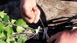 Банный веник не рассыплется Показываю как вязать березовый веник