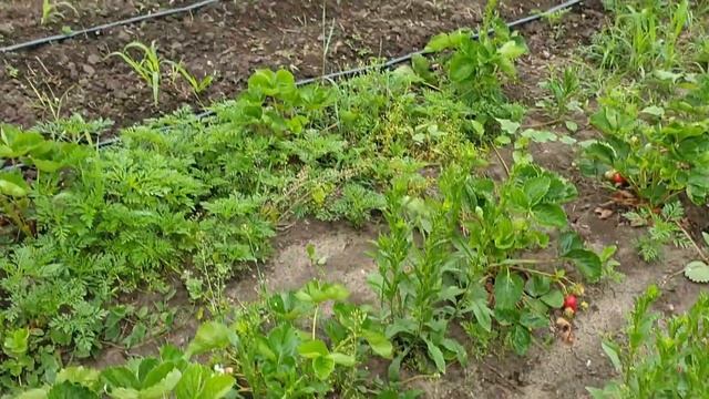 Подкормки и моя схема обработок клубники. смотреть онлайн