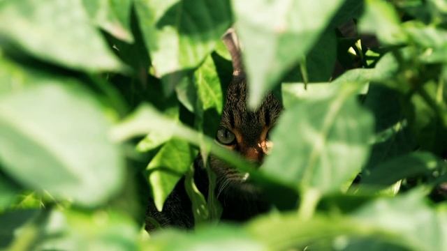 Видео тест Panasonic LUMIX DMC G80MEE K 16 60 объектив смотреть онлайн