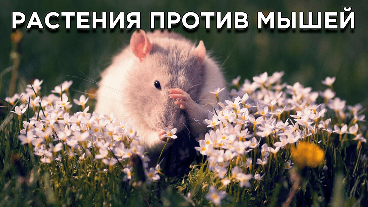 Растения, которые помогут прогнать мышей с огорода смотреть онлайн