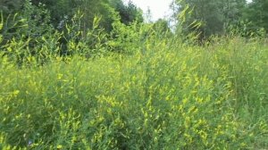 Ветхий завет = сплошной гадюшник! ("Ночь Сварога") 10.