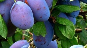 Какая польза от сливы? СЛИВА – польза и вред для человека?