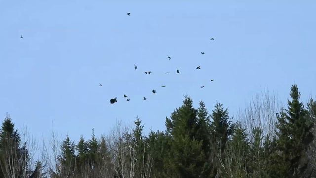 №3531 16 05 2023 Вороны и дрозды смотреть онлайн