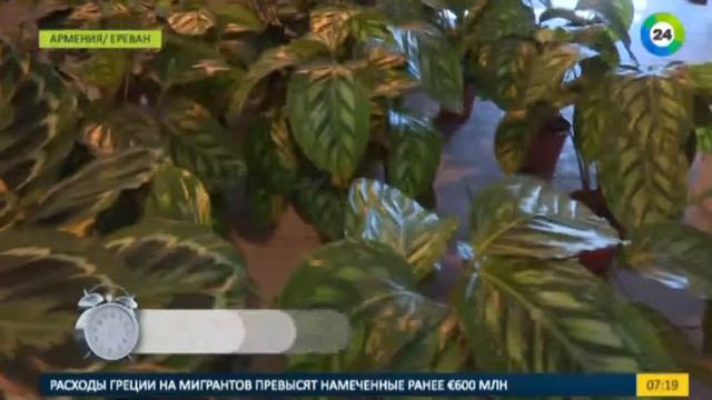 Как правильно выбрать комнатное растение для дома и офиса? смотреть онлайн