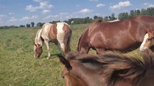 жеребец зазывает кобылу в гости