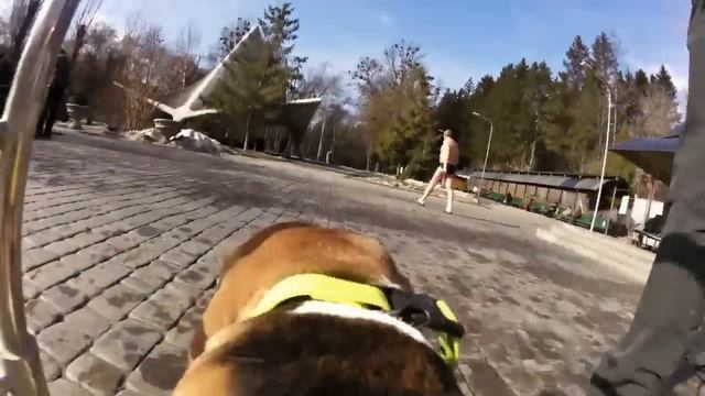 Прогулка глазами собаки. смотреть онлайн