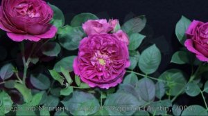 Как распускается роза Леди ов Меггинч - Lady of Megginch (Austin Великобритания, 2006)