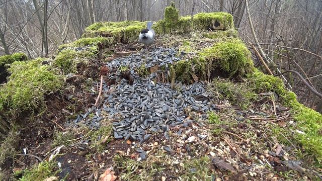 Хохлатая синица или гренадерка. Редкий гость в лесной кормушке. смотреть онлайн