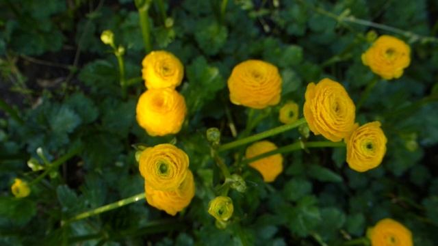 Лютик.Ranunculus acris "Multiplex" смотреть онлайн