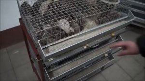 Клетка для перепелов