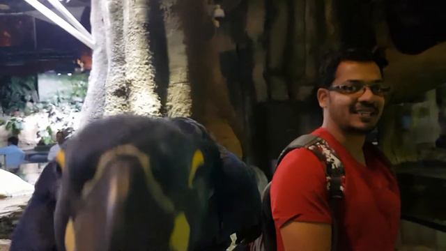 Мега Попугай смотреть онлайн