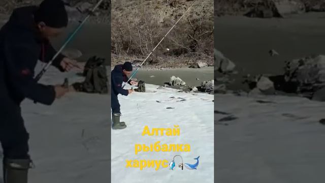 Рыбалка на Алтае #хариус