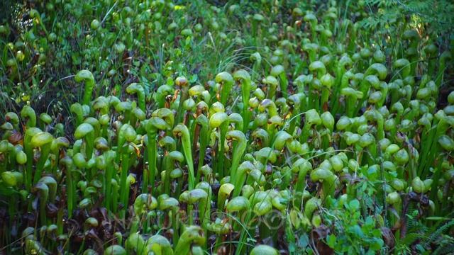 Darlingtonia, California Pitcher Plant смотреть онлайн