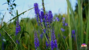 "Косари на лугу"  - (Христианские песнопения) исполняет Татьяна Скворцова, Вологда