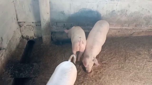 БМВД пурина, снова подорожала. Проводим эксперимент по суточному привесу на пурине. смотреть онлайн