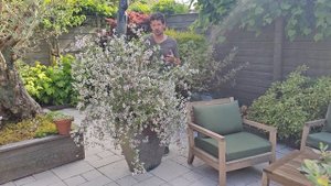 Introducing: Philadelphus Petite Perfume Pink!