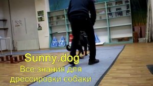 Ротвейлера нужно воспитывать жестко  ротвейлера нужно  бить и сторить постоянно