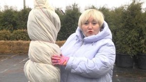 Как подготовить хвойные к зиме, какое укрытие использовать от солнца